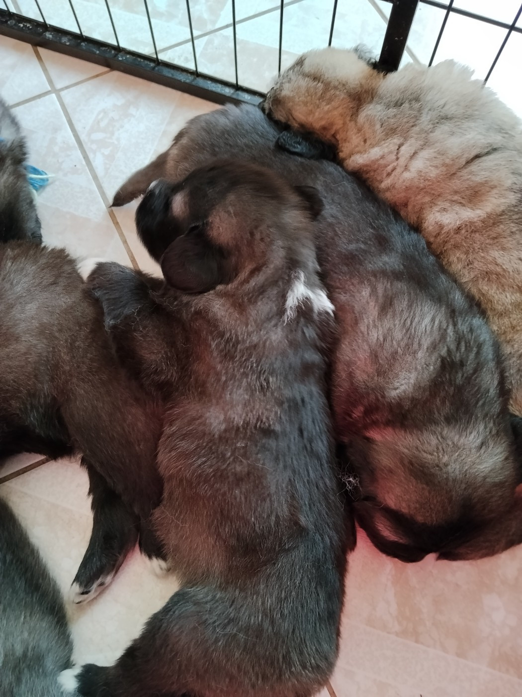 Les bébés