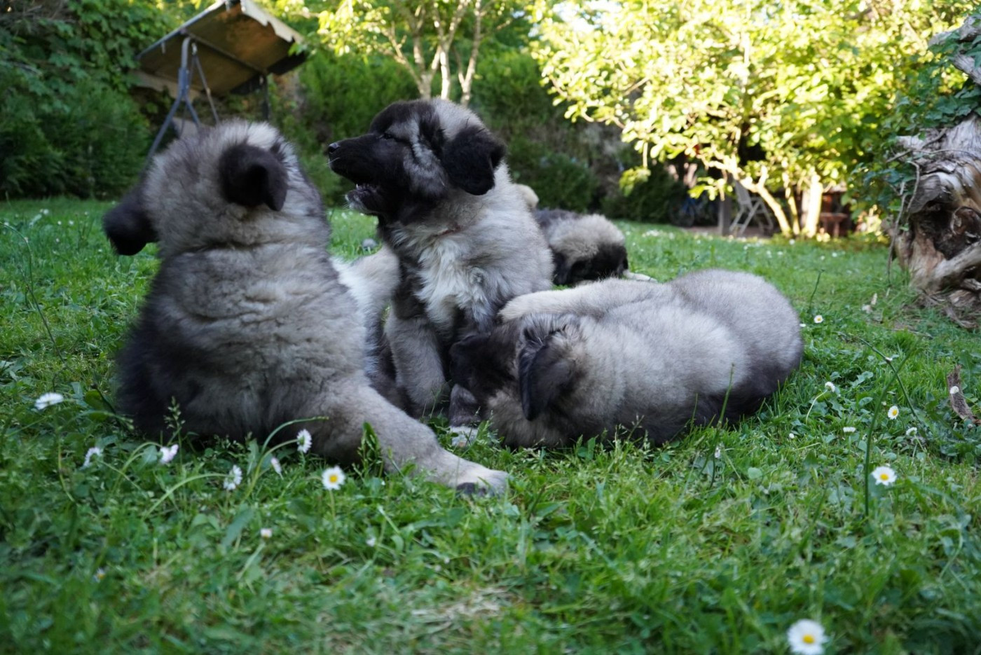 Les petits