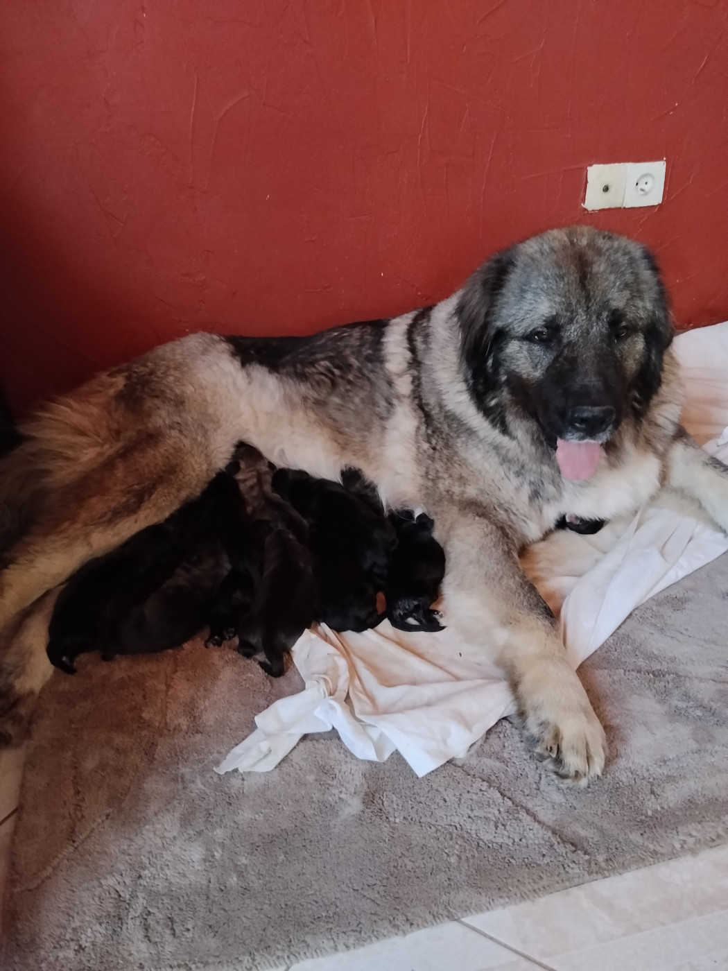 Chiot Berger du Caucase Des Terrils Miniers