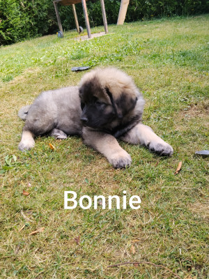 bonnie